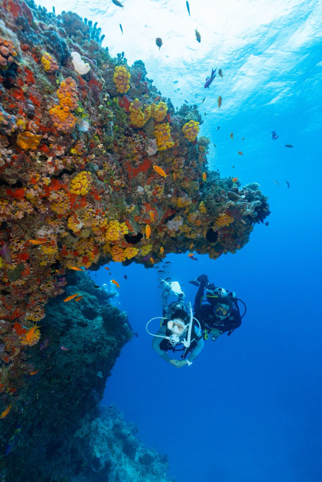 A diver alongside a vertical coral wall covered in sponges.