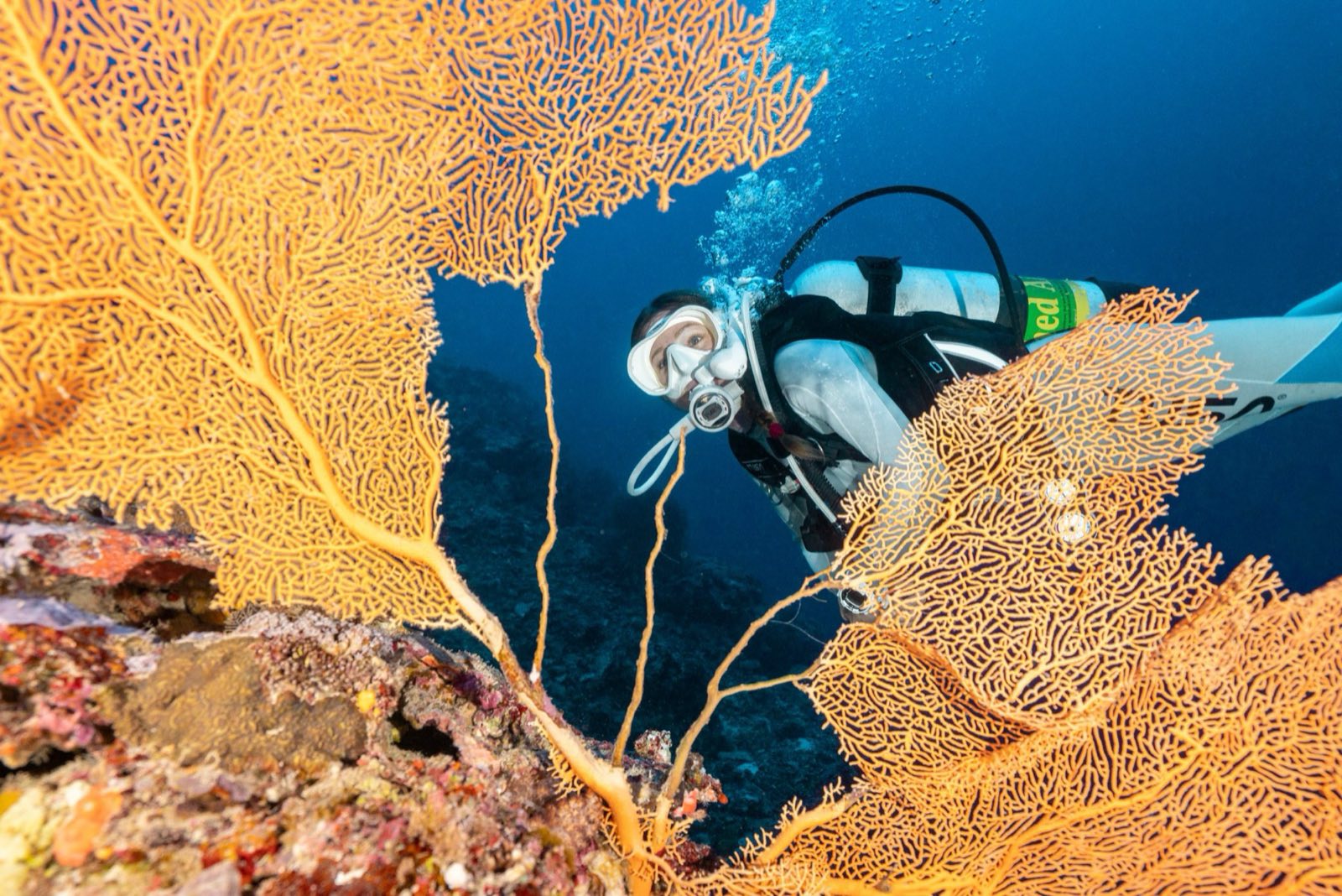 A diver beside a large orange sea fan on a coral wall.